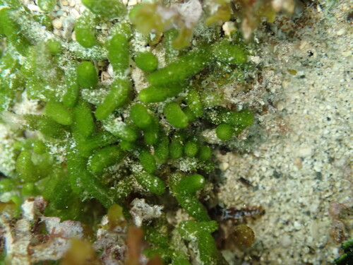 Caulerpa webbiana observed 2025-08-10