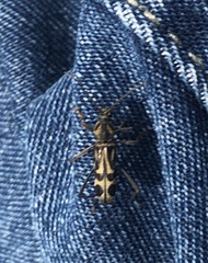 Chlorophorus annularis