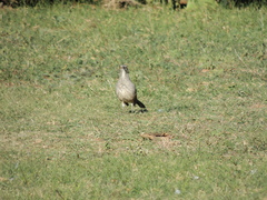 Toxostoma curvirostre