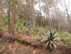 Agave atrovirens