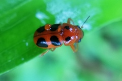 Ceratobasis koenigii