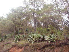 Agave atrovirens