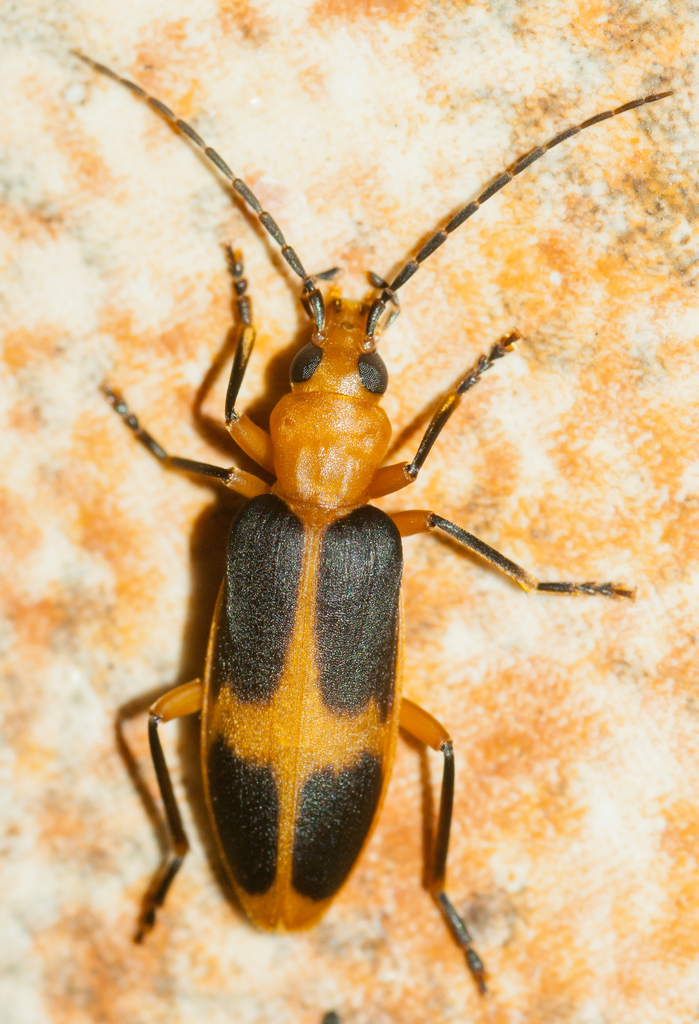 Ditylomorphus