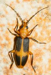 Ditylomorphus inconstans