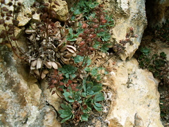 Rosularia serrata