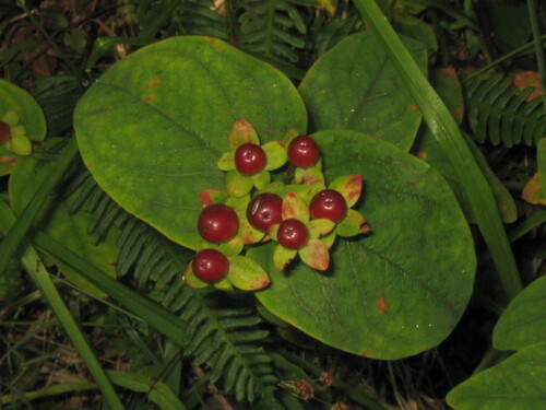 Hypericum androsaemum