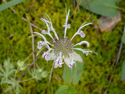 Monarda russeliana, photograph 6