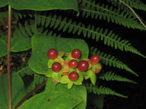 Hypericum androsaemum