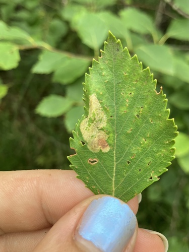 Phyllonorycter martiella