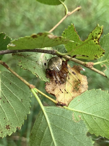 Marbled Orbweaver