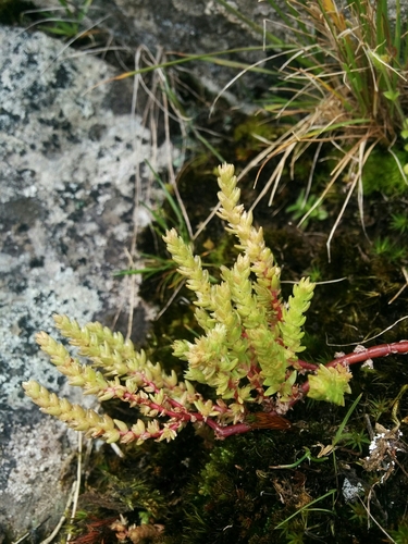 Crassula sieberiana