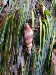 Ophiodermella inermis