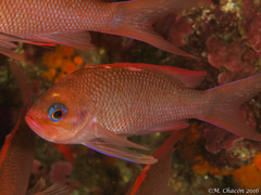 Anthias anthias