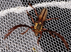 Piesarthrius marginellus