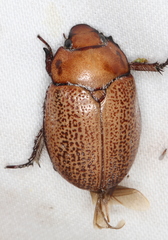 Anoplognathus velutinus