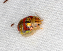 Paropsisterna gloriosa