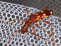 Coptocercus biguttatus