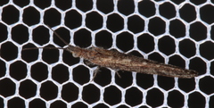 Stenobiella