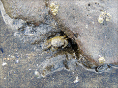 Hemigrapsus crenulatus