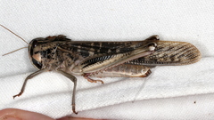 Locusta migratoria migratorioides