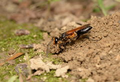 Sphex diabolicus