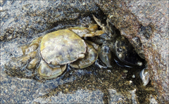 Hemigrapsus crenulatus