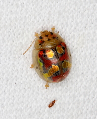 Paropsisterna gloriosa