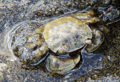 Hemigrapsus crenulatus