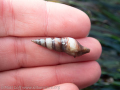 Ophiodermella inermis