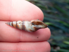 Ophiodermella inermis