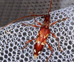 Coptocercus biguttatus