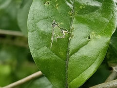 Entomobryoidea