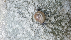 Ariophantidae