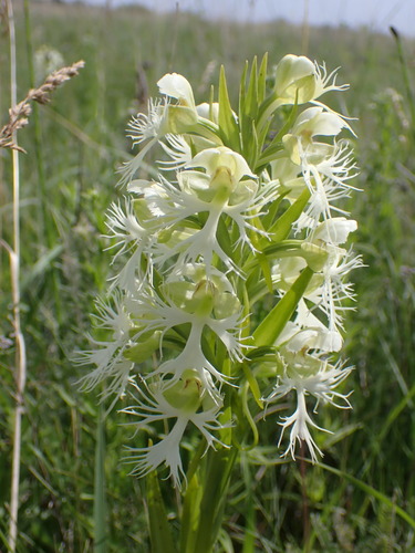 Western Prairie White Fringed Orchid (Platanthera praeclara)