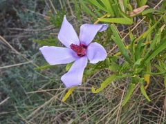 Alyogyne cuneiformis