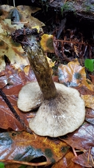 Lactarius olivaceoumbrinus