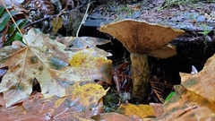 Lactarius olivaceoumbrinus