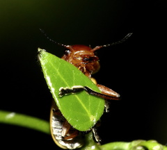 Antipus rufus