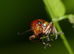Antipus rufus