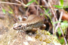 Silvascincus murrayi