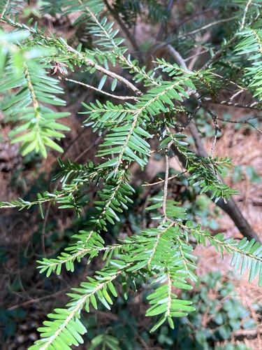 eastern hemlock