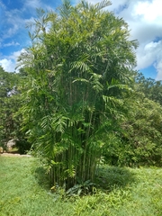 Chamaedorea seifrizii