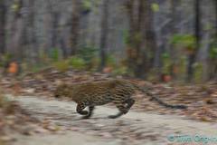Panthera pardus delacouri