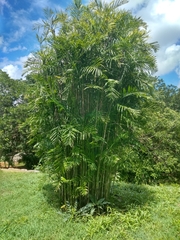 Chamaedorea seifrizii