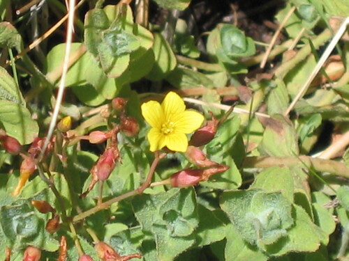Hypericum elodes (Hypericum elodes)