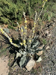 Verbascum bombyciferum