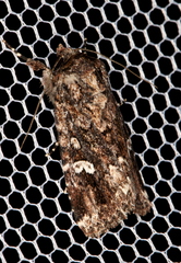 Ectopatria horologa