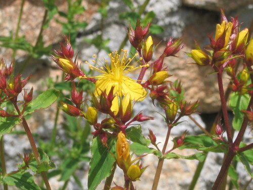 Hypericum undulatum (Hypericum undulatum)