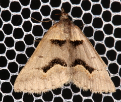 Dichromodes atrosignata