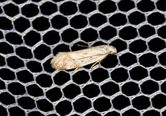 Prepocosma
